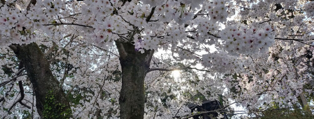 Habu Park Travel Forum Reviews