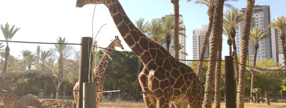 Hai Park Kiryat Motzkin Travel Forum Reviews
