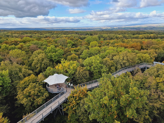 Drone shot of the Hainich National Park in Germany