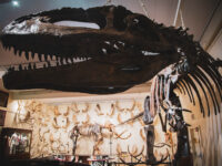 Hand of Man Museum Travel Forum Reviews