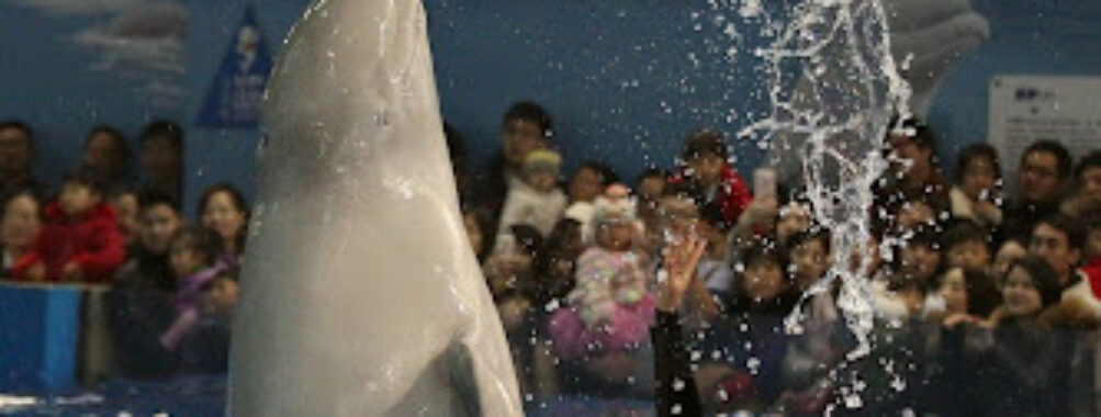 Hangzhou Polar Ocean Park Travel Forum Reviews