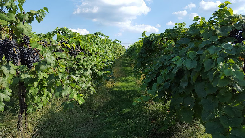 Happy Valley Vineyard and Winery