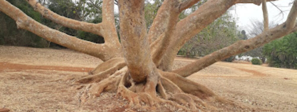 Harare Botanical Gardens Travel Forum Reviews