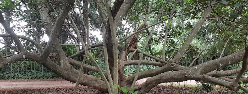 Harare Botanical Gardens Travel Forum Reviews