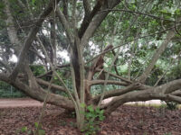 Harare Botanical Gardens Travel Forum Reviews