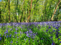Heartwood Forest Travel Forum Reviews
