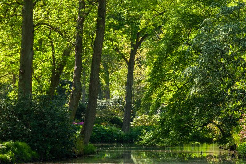 Het Amsterdamse Bos