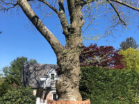 Hicksville Travel Forum Reviews