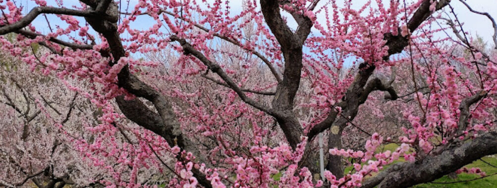 Hiraoka Park Travel Forum Reviews