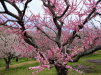 Hiraoka Park Travel Forum Reviews