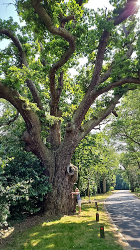 Historic Ancient Oak