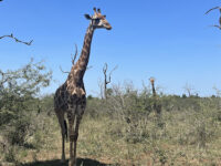 Hlane Royal National Park Travel Forum Reviews