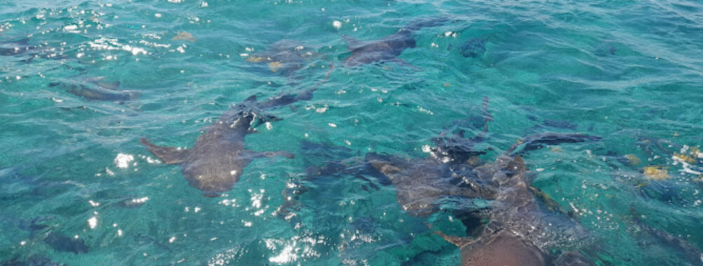 Hol Chan Marine Reserve Travel Forum Reviews