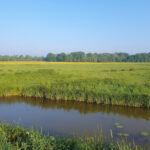 Hollandsche Biesbosch