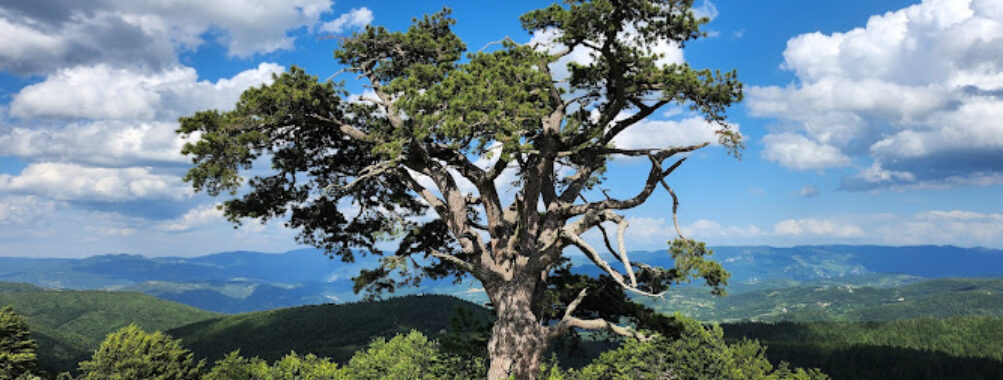 Holy Pine Travel Forum Reviews