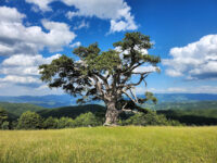 Holy Pine Travel Forum Reviews