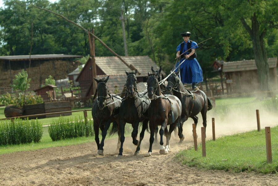 Man tending to horses at Hortobágyi National Park