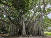 Hugh Taylor Birch State Park Travel Forum Reviews