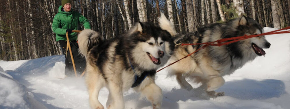 Husky-Park Travel Forum Reviews