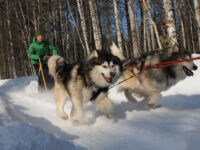 Husky-Park Travel Forum Reviews