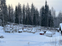 Husky farm Parpalandia Cottages & Tours Travel Forum Reviews