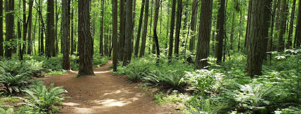 Hyland Forest Park Travel Forum Reviews