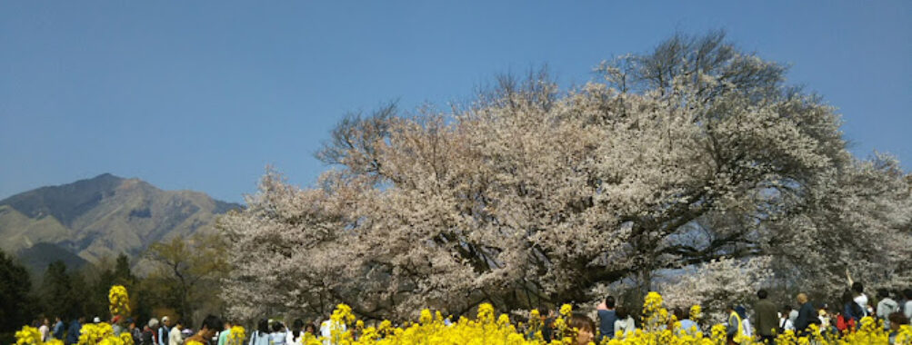 ISSHINGYOU KOUEN Park Travel Forum Reviews