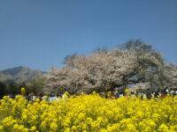 ISSHINGYOU KOUEN Park Travel Forum Reviews