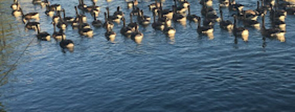 Île de Loisirs de Créteil Travel Forum Reviews