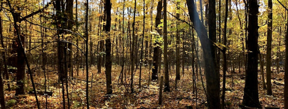Indian Point Provincial Park Travel Forum Reviews