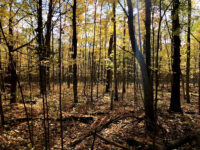 Indian Point Provincial Park Travel Forum Reviews