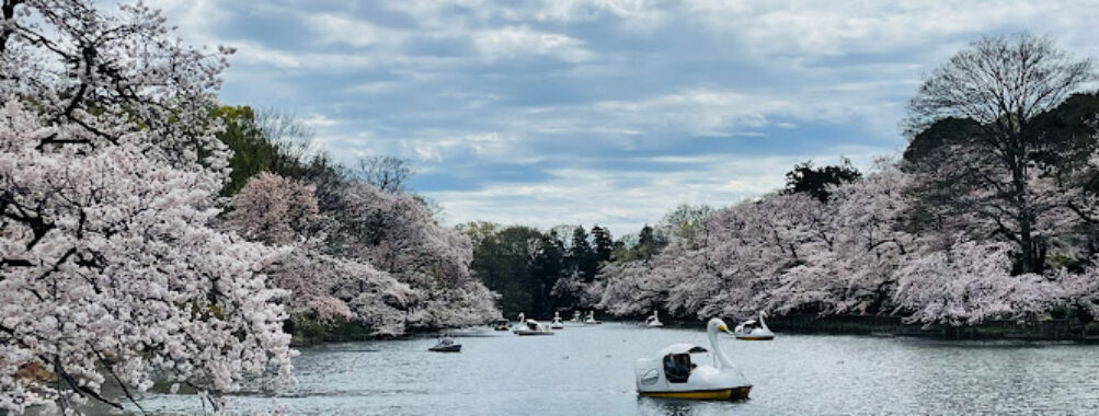 Inokashira Park Travel Forum Reviews
