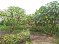 Insect kitchen garden farming Travel Forum Reviews