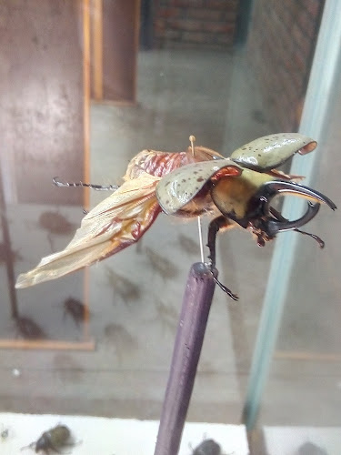 Insectaria