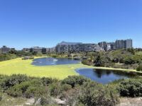 Intaka Island Travel Forum Reviews