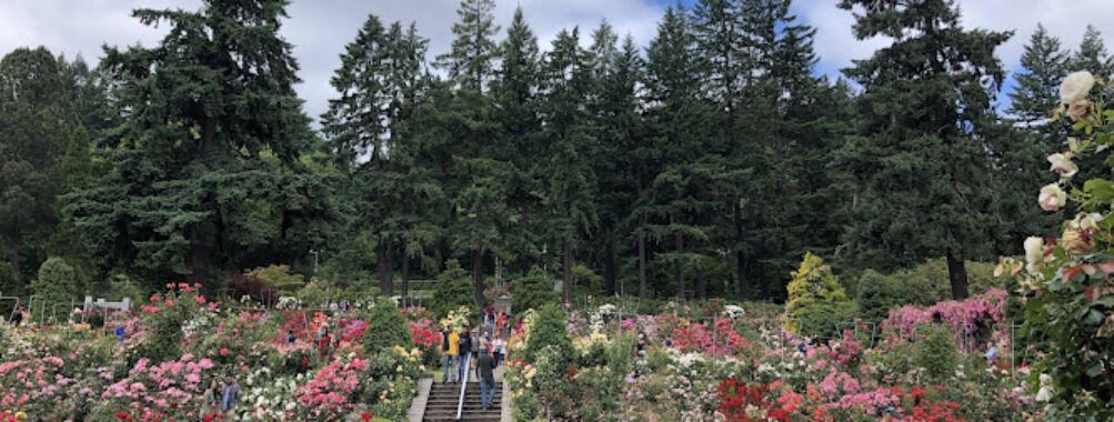 International Rose Test Garden Travel Forum Reviews