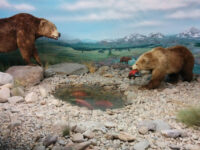 International Wildlife Museum Travel Forum Reviews