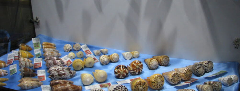 Isfahan Seashell Museum Travel Forum Reviews