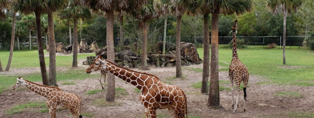 Jacksonville Zoo and Botanical Gardens Travel Forum Reviews