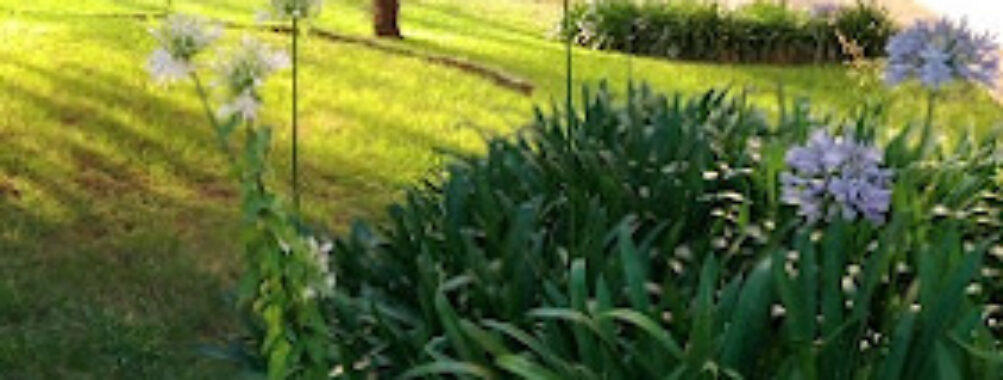 Jardim Travel Forum Reviews