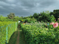 Jardins Familiaux de Montigny-le-Bretonneux Travel Forum Reviews