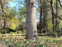 Jensen Botanical Garden Travel Forum Reviews