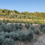 Jerash Hills Farm and Chalets