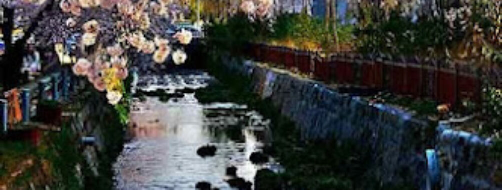 Jinhae-gu Travel Forum Reviews