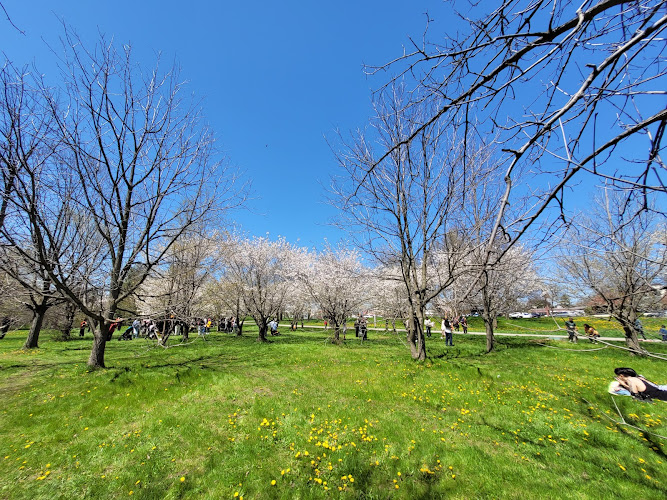 Joyce Archdekin Park