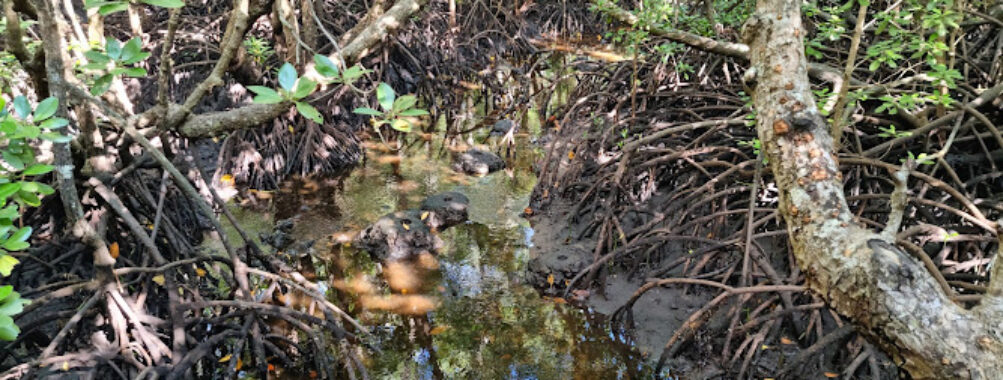 Jozani Forest National Park Mangrove Walk Travel Forum Reviews