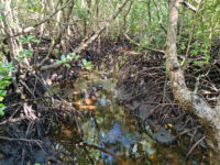 Jozani Forest National Park Mangrove Walk Travel Forum Reviews