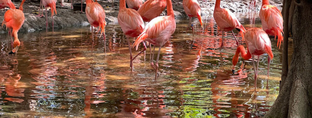 Jungle Island Travel Forum Reviews