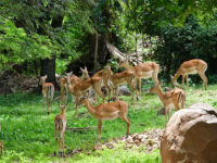 KWS-Kisumu Impala Sanctuary Travel Forum Reviews