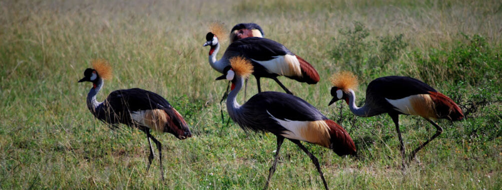 Kabarole Tours Travel Forum Reviews